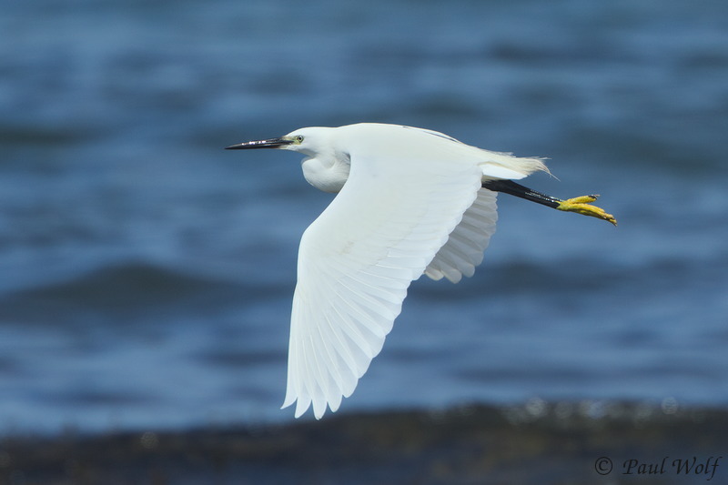 Little Egret - Egretta garzetta