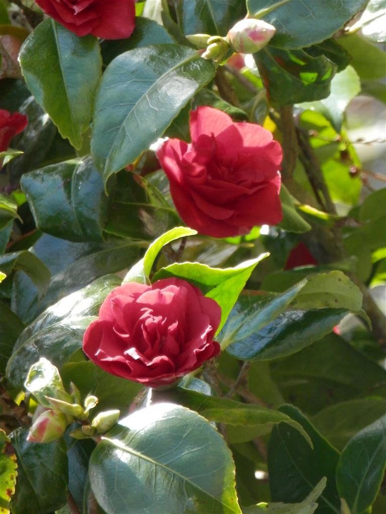Backlit camelia