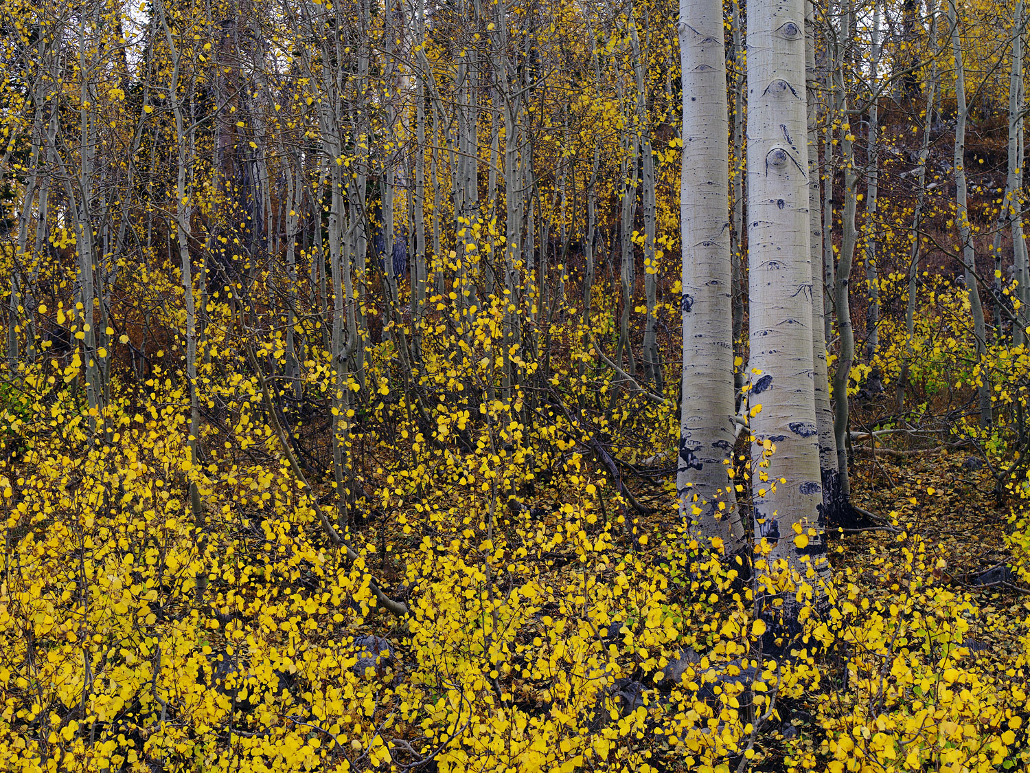 Bright Forest