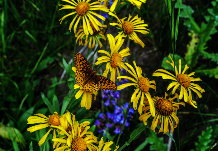 Fluttery Fritillary 