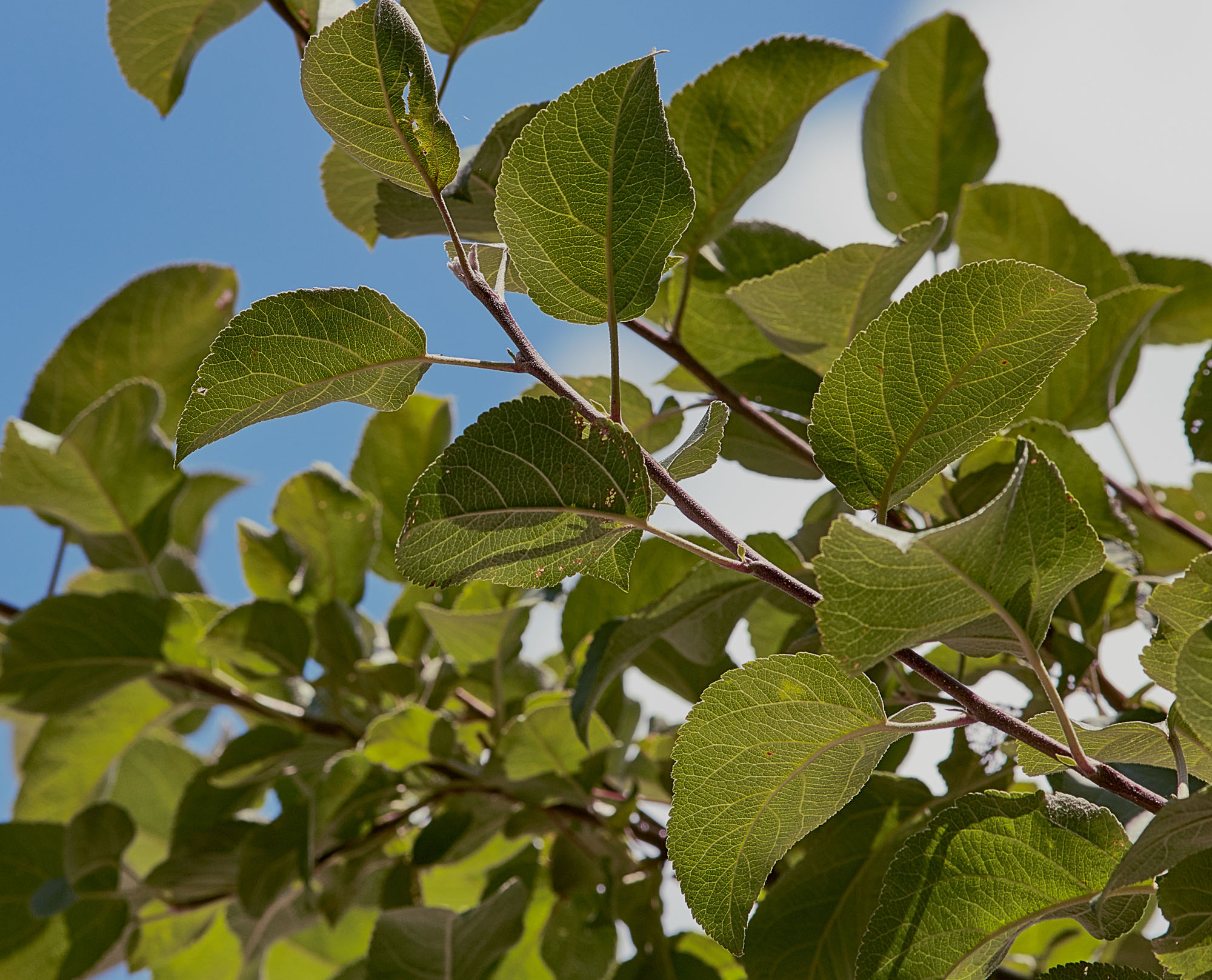 Apple tree leaves. 