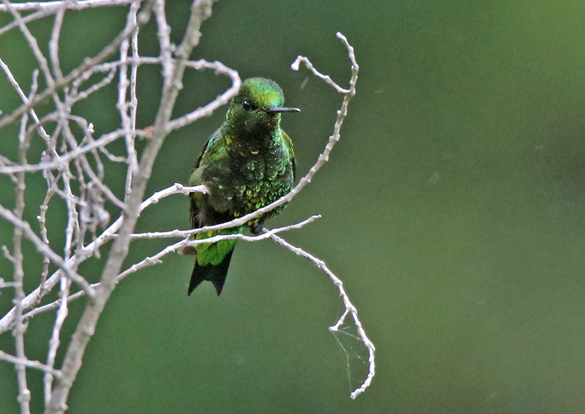 Black-thighed Puffleg