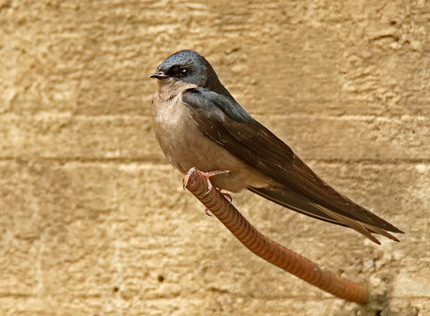 Brown-bellied Swallow