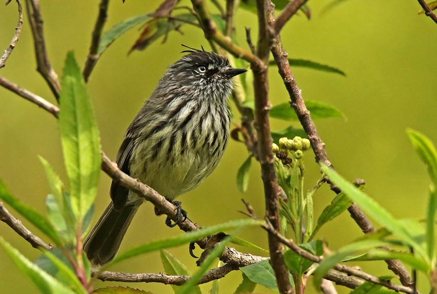 Tufted Tit-Tyrant