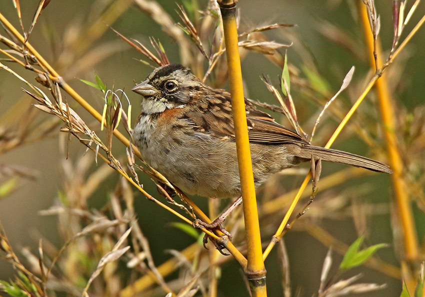 Rufous-collared Sparrow
