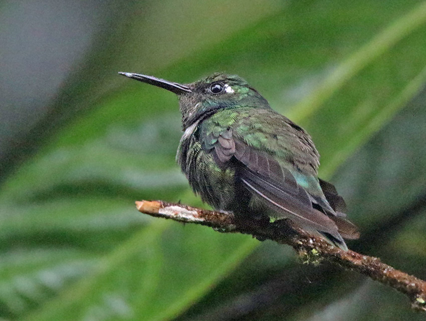 White-throated Wedgebill