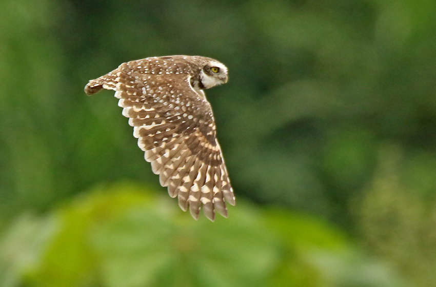 Burrowing Owl