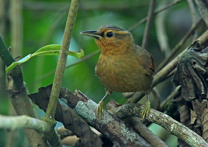 Buff-fronted Foliage-Gleaner
