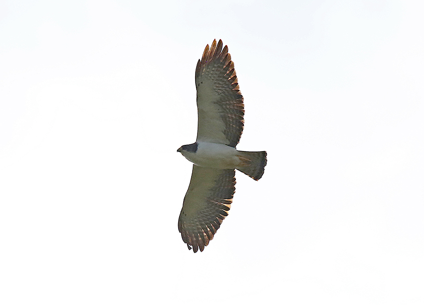 Short-tailed Hawk