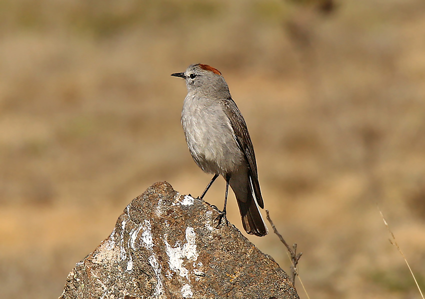 Rufous-naped Ground-Tyrant