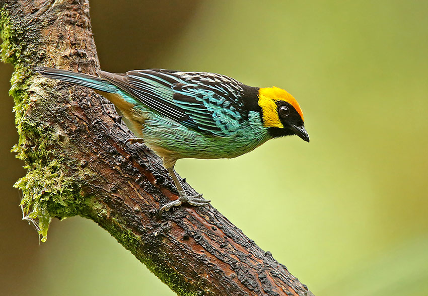 Saffron-crowned Tanager