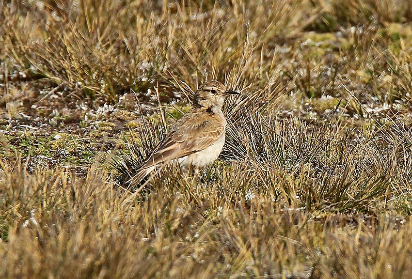 Common Miner