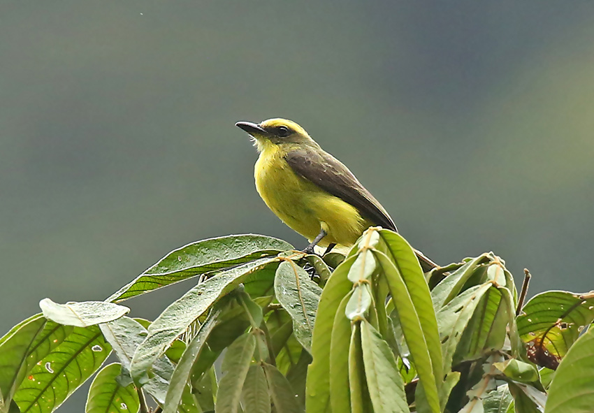 Lemon-browed Flycatcher