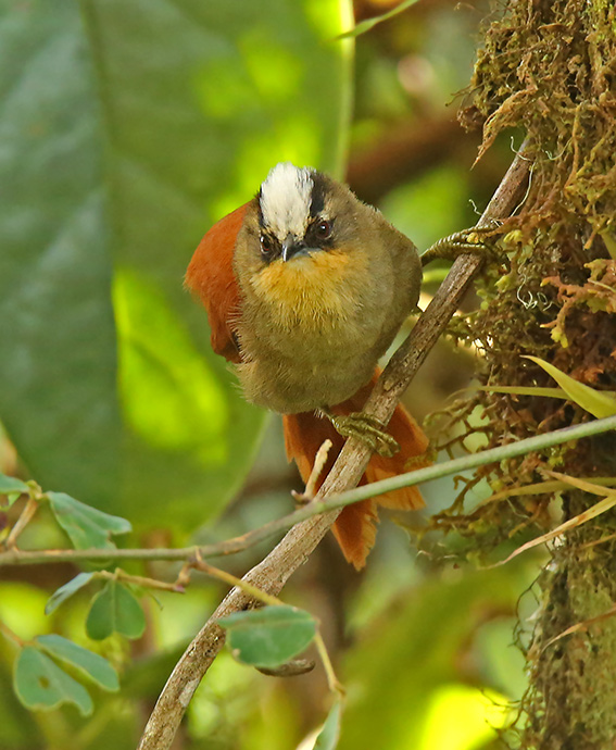 Marcapata Spinetail