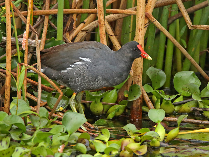 Common Gallinule
