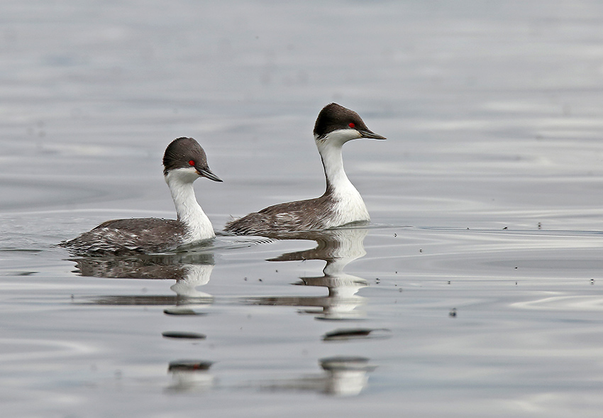 Junin Grebe