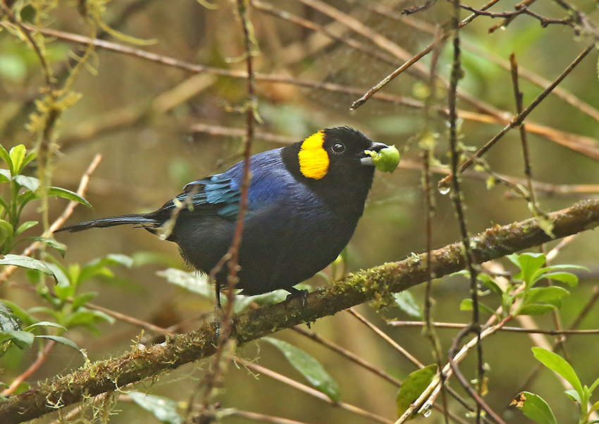 Yellow-scarfed Tanager