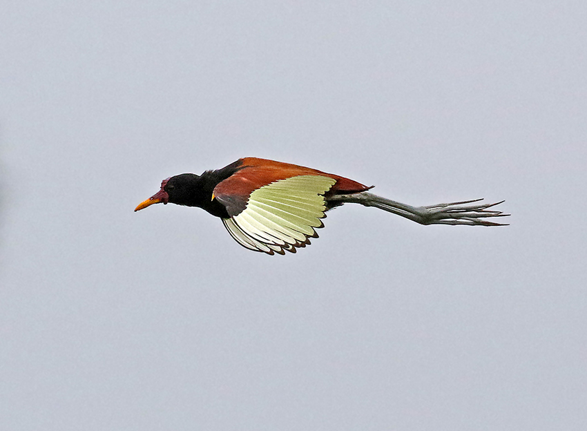 Wattled Jacana