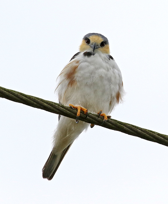 Pearl Kite