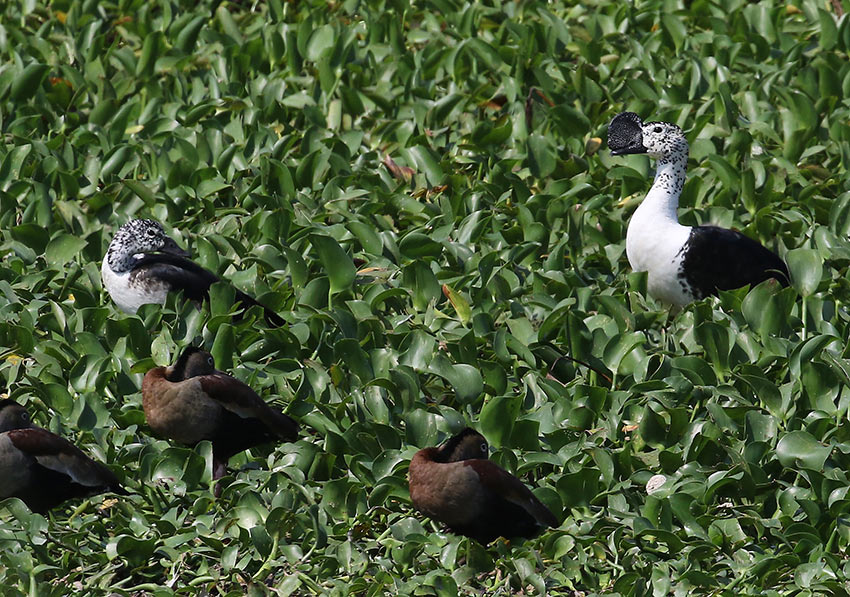 Comb Duck