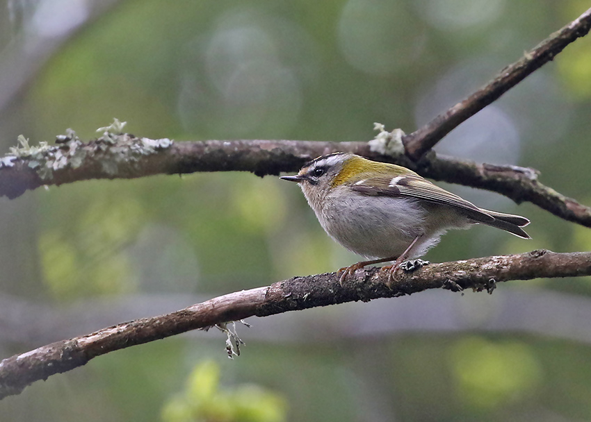 Common Firecrest