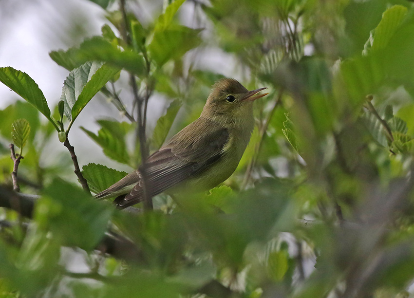 Icterine Warbler