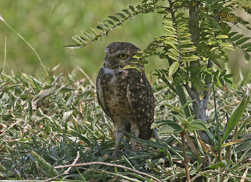 Burrowing Owl