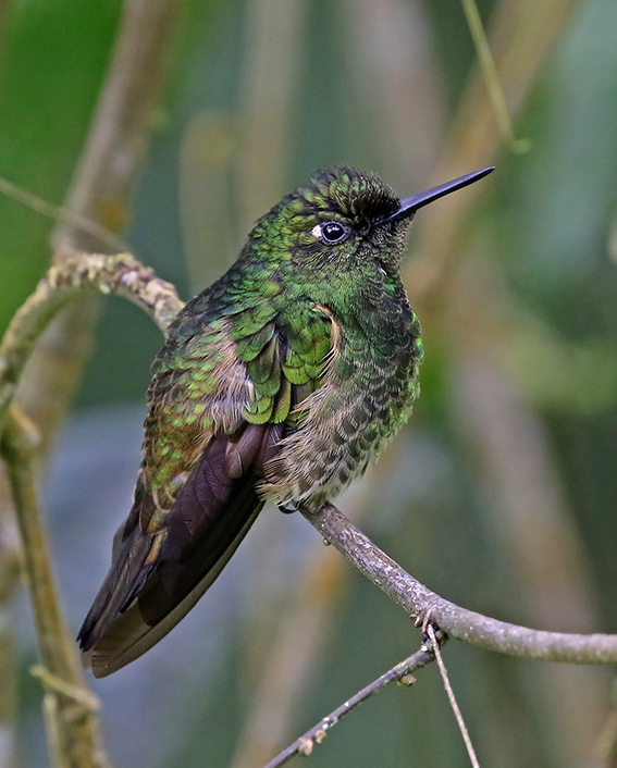 Buff-tailed Coronet