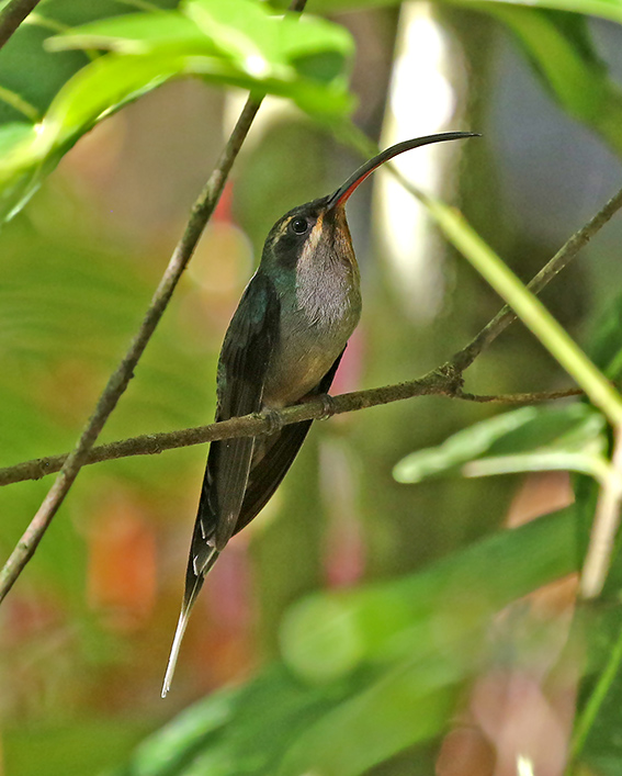 Green Hermit