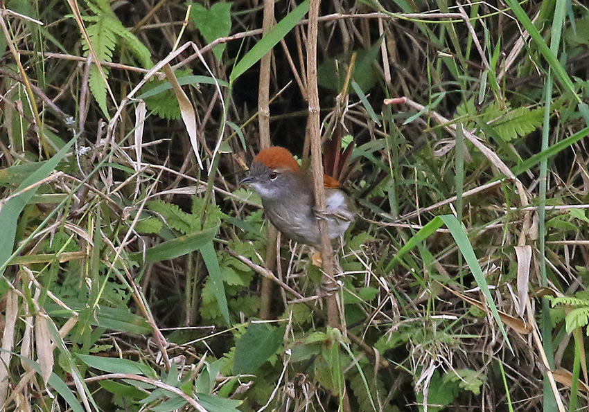 Azaras Spinetail