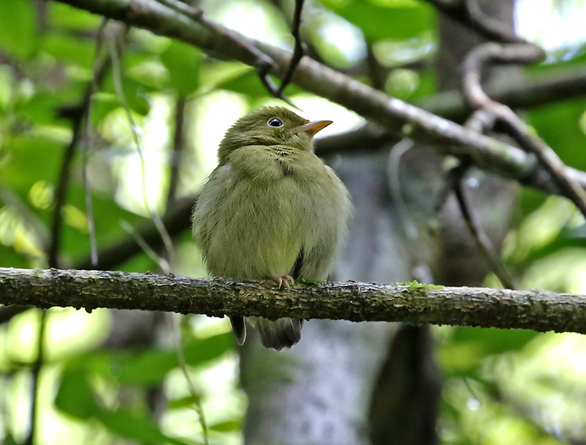 Lance-tailed Manakin