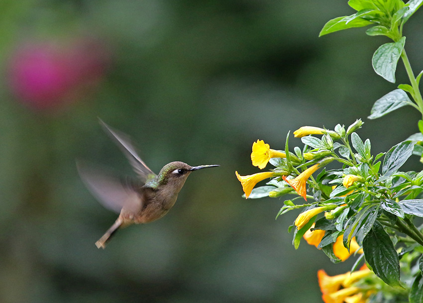 Santa Marta Blossomcrown