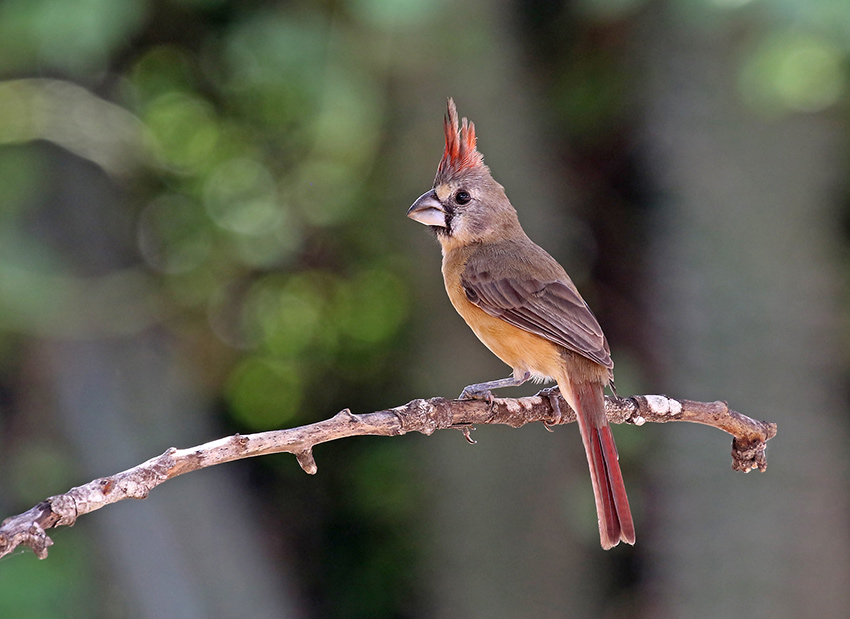 Vermilion Cardinal