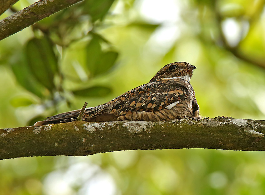 Common Nighthawk