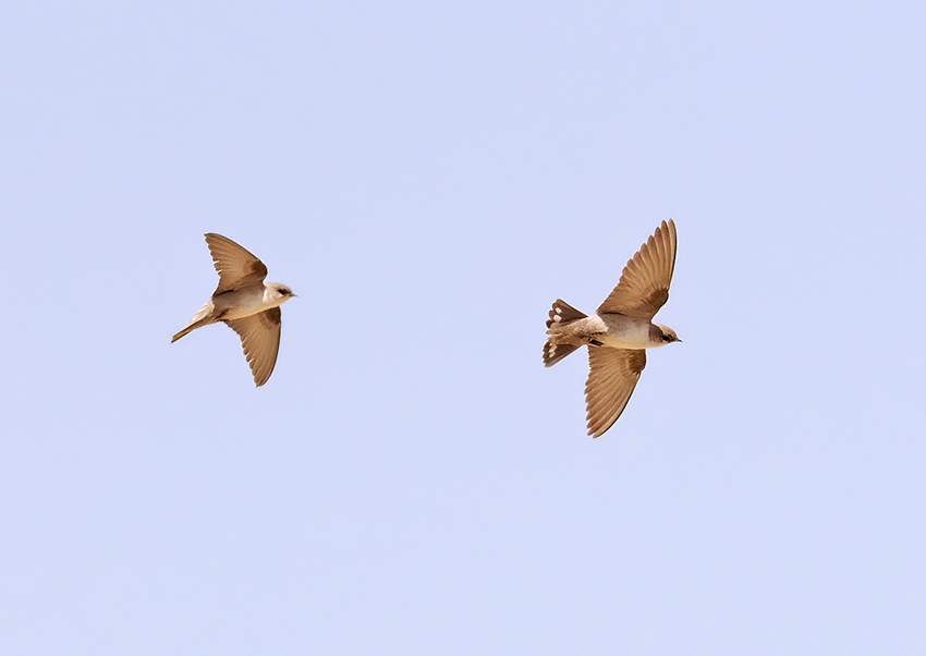 Pale Crag Martin