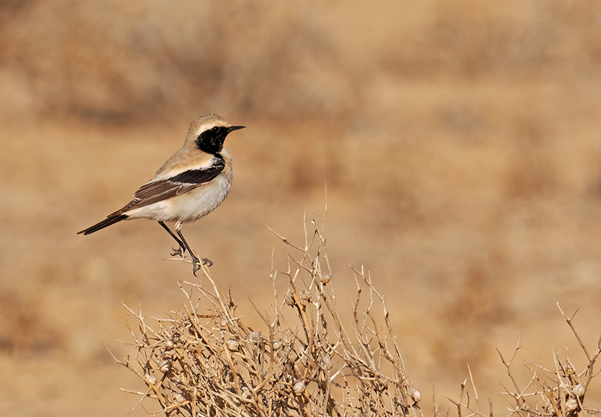 Desert Wheatear