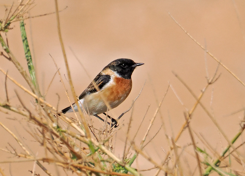 Siberian Stonechat