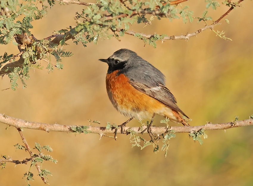 Common Redstart