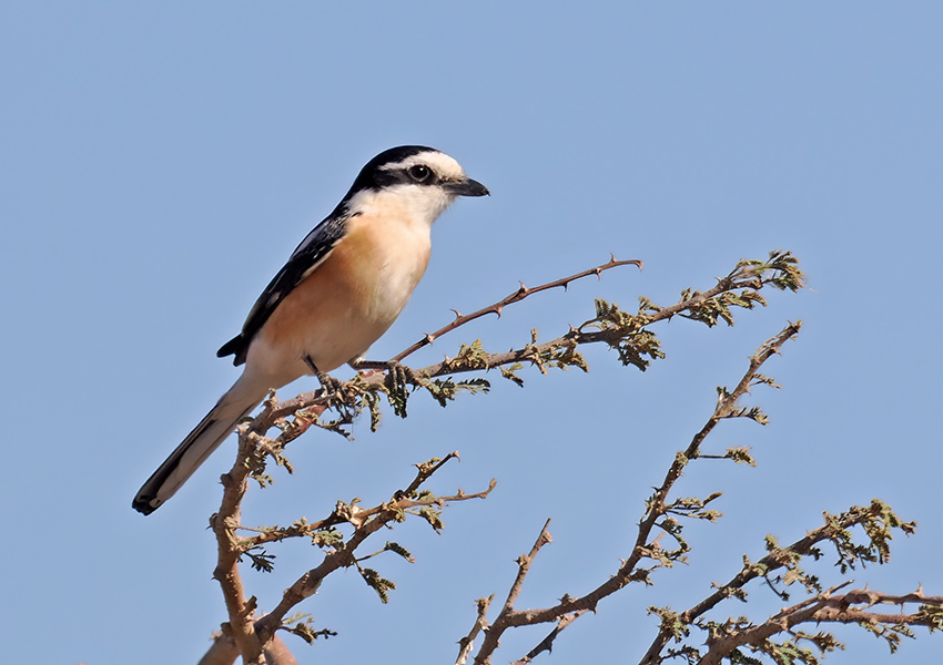 Masked Shrike