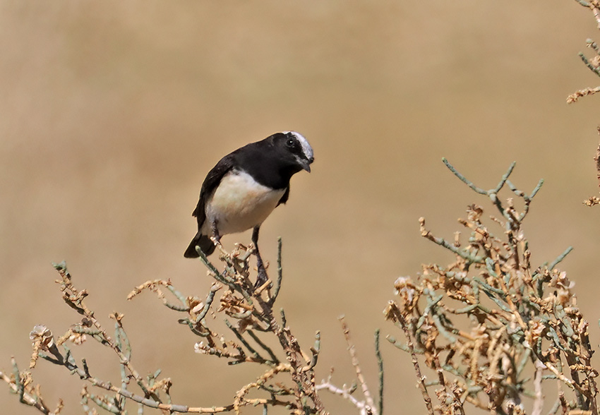 Cyprus Wheatear