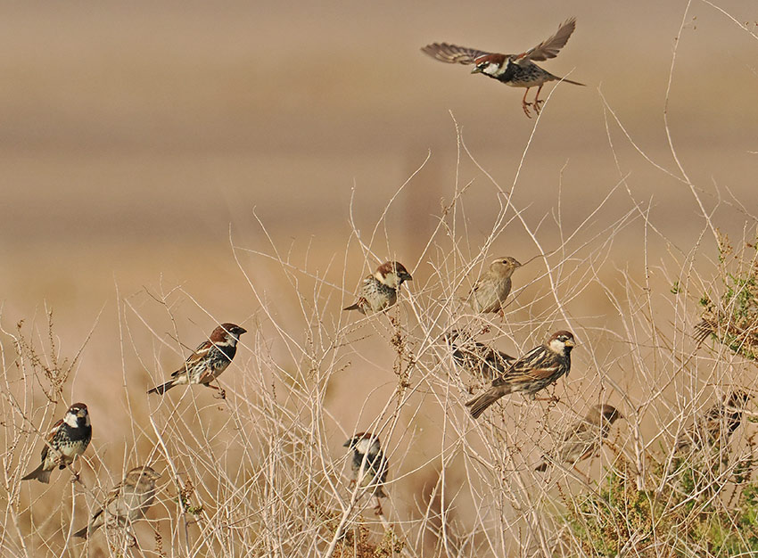 Spanish Sparrow