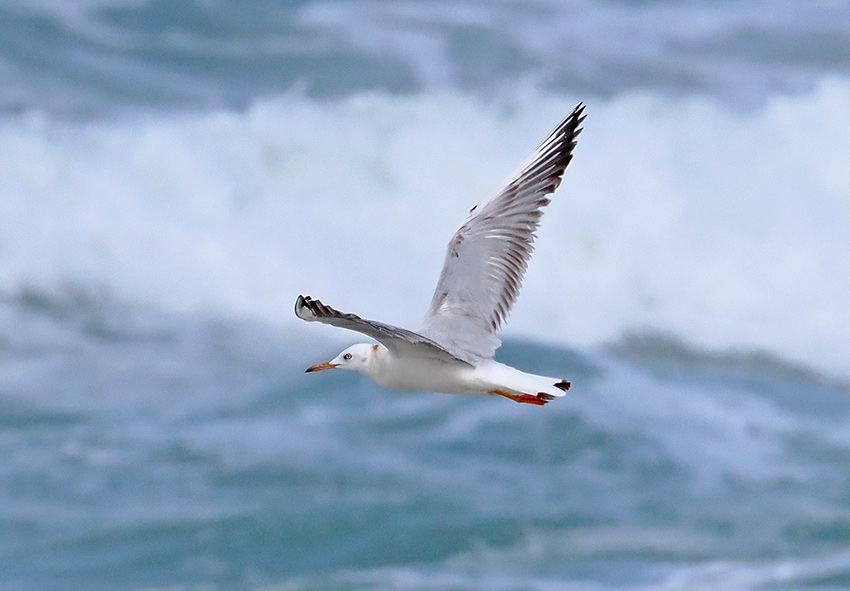 Slender-billed Gull