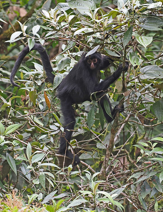 Peruvian Spider Monkey