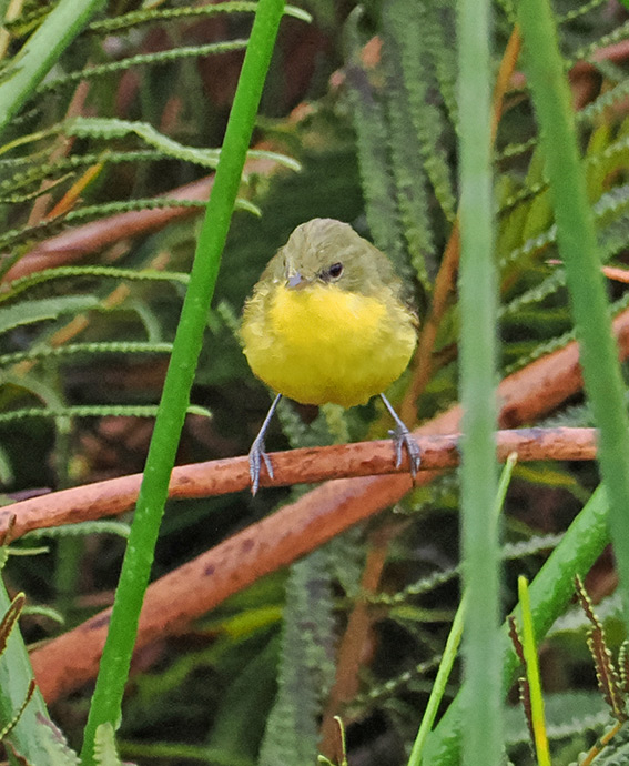 Subtropical Doradito