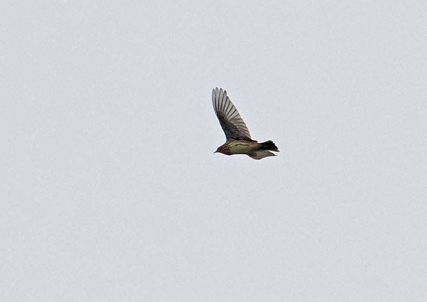 Red-throated Pipit