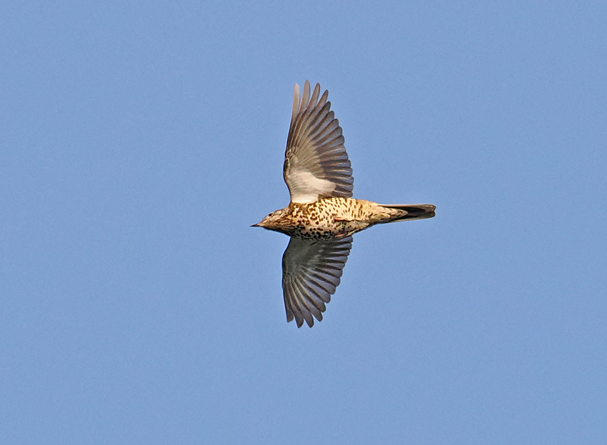 Mistle Thrush