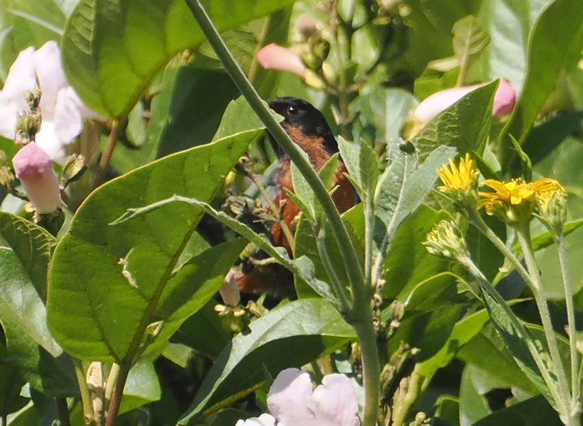 Black-throated Flowerpiercer