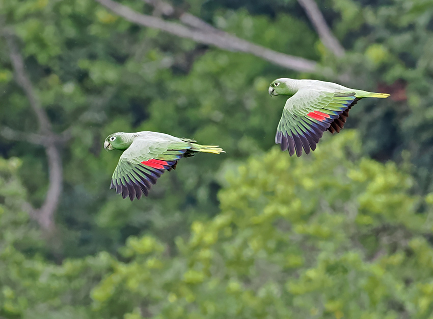 Mealy Amazon