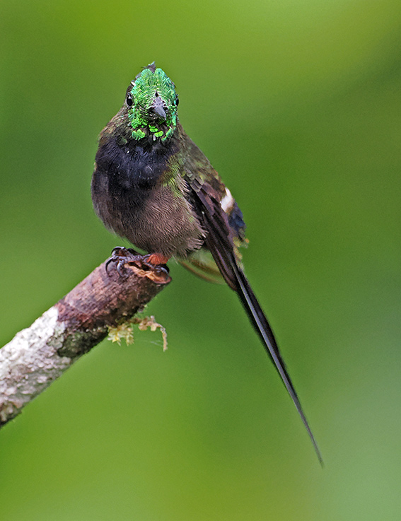 Wire-crested Thorntail