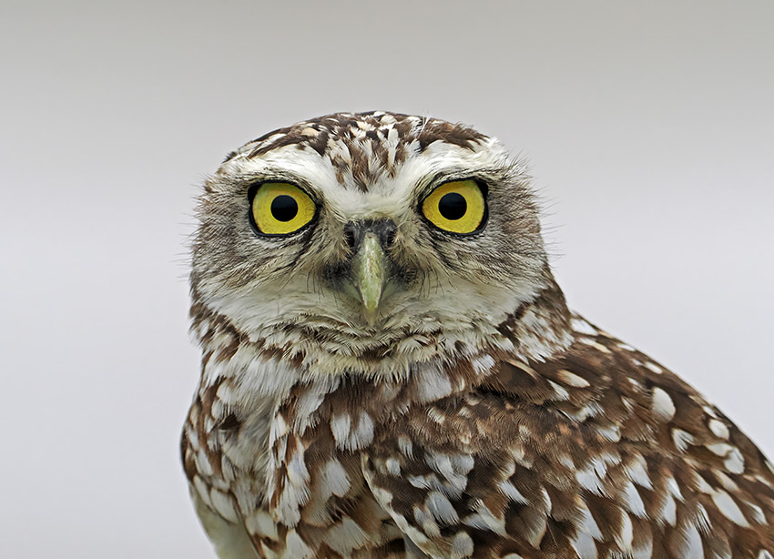 Burrowing Owl